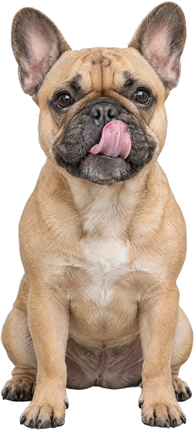 Francuski buldog